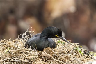 European Shag (Phalacrocorax aristotelis)