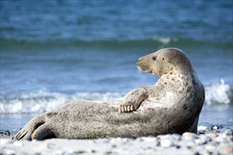 Grey Seal (Halichoerus grypus) on the beach