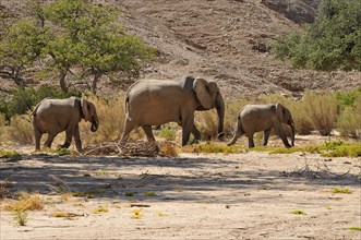Group of the rare Namibian Desert Elephants (Loxodonta africana)
