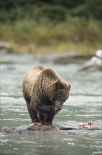 Brown Bear (Ursus arctos)