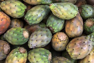 Prickly pears (Opuntia ficus-indica)