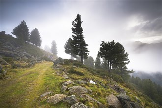 Overgrown trail on alpine mountain pasture