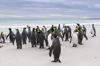 King Penguins (Aptenodytes patagonicus)