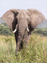 African Bush Elephant (Loxodonta africana)