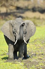 African Elephant (Loxodonta africana)