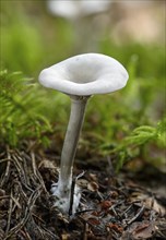Frosty Funnel (Clitocybe phyllophila)