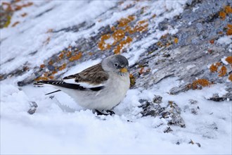 White-winged Snowfinch or Snowfinch (Montifringilla nivalis)