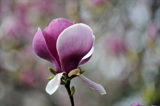 Flower of the tulip magnolia (Magnolia x soulangeana)