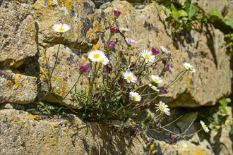 Mexican fleabane or Spanish daisy (Erigeron karvinskianus) growing in a dry stone wall