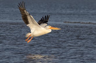 American white pelican (Pelecanus erythrorhynchos) flying over the ocean in the morning