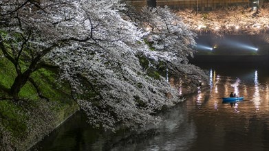 Canal with rowing boat in front of blooming cherry trees on a canal at night