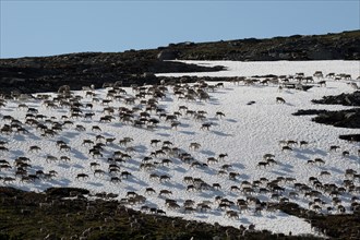 Reindeer (Rangifer tarandus) crossing a snowfield