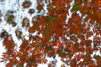 Autumn leaves of the Downy Japanese Maple (Acer japonicum 'Aconitifolium')