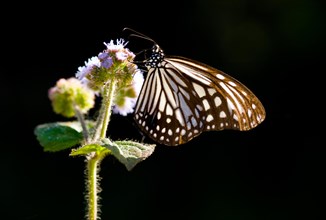Milkweed butterfly (Parantica aglea maghaba)