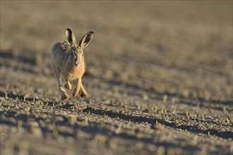 Running hare (Lepus europaeus) in a field