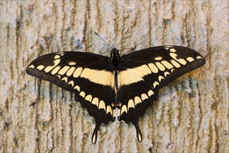 King Swallowtail (Papilio thoas)