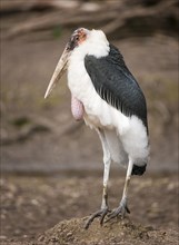 Marabou Stork (Leptoptilos crumeniferus)