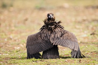Black Vulture (Aegypius monachus) on the ground with wings stretched out and looking backwards