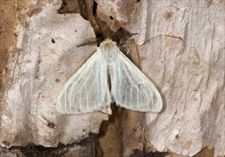 Horned Satin moth (Marblepsis melanocraspis)