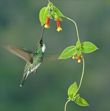 White-throated hummingbird (Leucochloris albicollis) drinking nectar at a flower