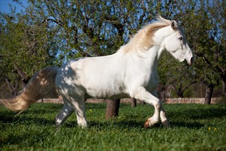 Appaloosa mix