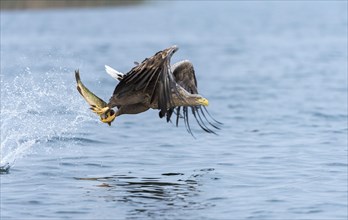 White-tailed Eagle or Sea Eagle (Haliaeetus albicilla) in flight