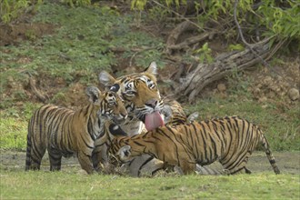 Bengal Tigers (Panthera tigris tigris)