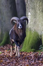 European Mouflon (Ovis orientalis musimon)
