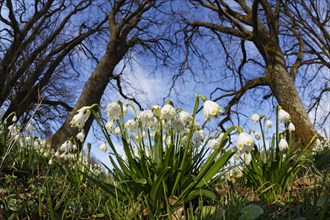 Spring Snowflake (Leucojum vernum)