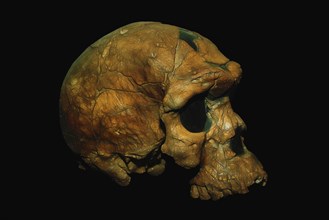 Oldest known skull of a Homo sapiens