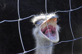 Ostrich or Common Ostrich (Struthio camelus)