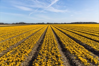 Mass cultivation of crocuses