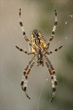 European Garden Spider (Araneus diadematus) sitting in the spiderweb