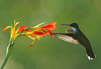 White-throated hummingbird (Leucochloris albicollis) drinking at a flower