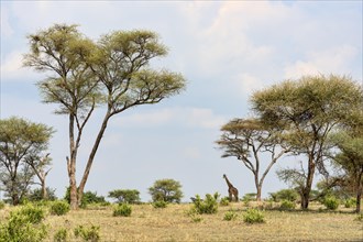 Giraffe (Giraffa camelopardalis)