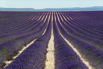 Field of lavender (Lavandula angustifolia)