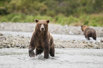 Brown Bear (Ursus arctos) standing in water
