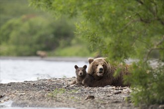 Brown bear (Ursus arctos) mother with young