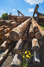Stacked tree trunks in a sawmill