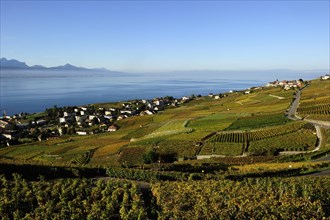 The vineyards of Lavaux on Lake Geneva