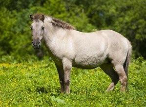 Tarpan horse (Equus ferus gmelini
