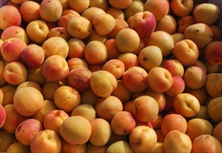 Wachau apricots