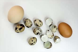 Quail eggs and chicken eggs