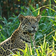 Jaguar (Panthera onca) looking out from the riverbank