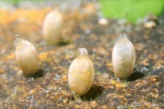 Eggs of a freshwater snail