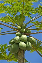 Papaya fruits on a tree