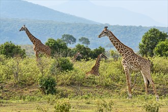 Giraffes (Giraffa camelopardalis)