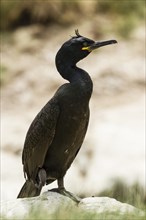 European Shag (Phalacrocorax aristotelis)