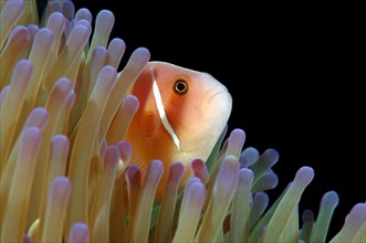 Pink Skunk Clownfish or Pink Anemonefish (Amphiprion perideraion)