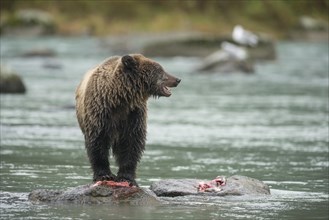 Brown Bear (Ursus arctos) with fish leftovers